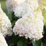 Hortenzia metlinatá (Hydrangea paniculata)  ´LIVING PINKY PROMISE´® by LIVING CREATIONS´® - výška 40-60 cm, kont. C2L